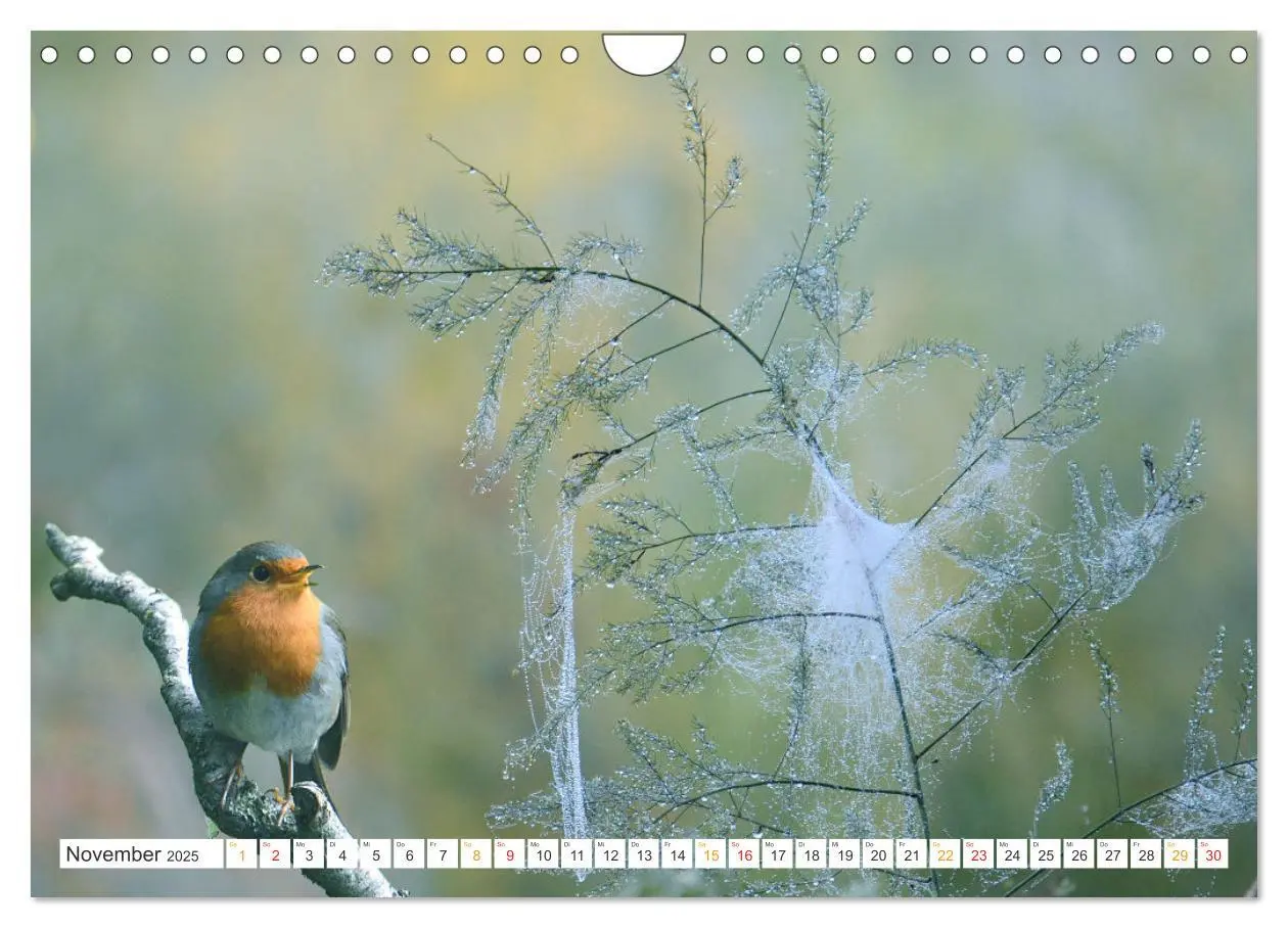 Bild: 9783435167791 | Das Rotkehlchen, ein Kleiner ganz Groß (Wandkalender 2025 DIN A4...