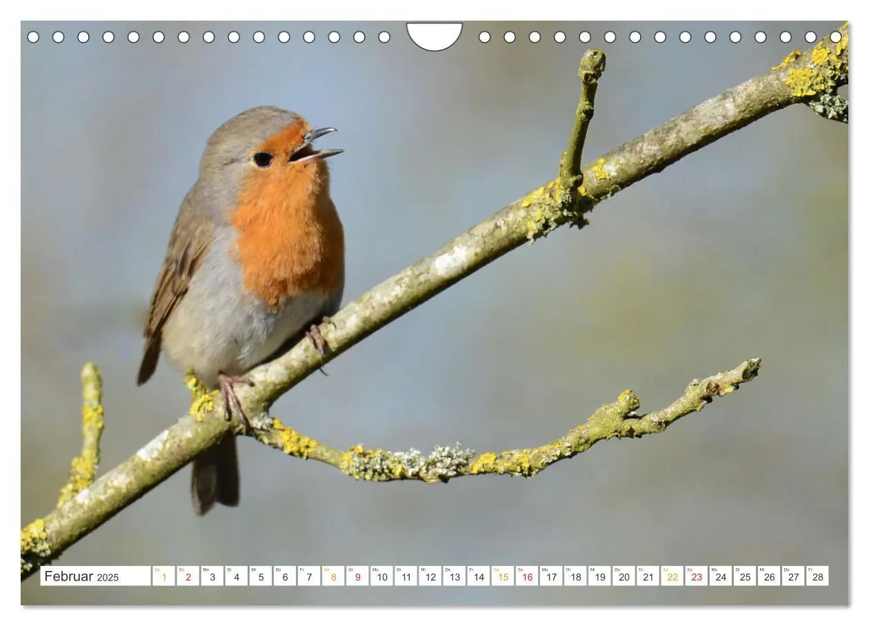 Bild: 9783435167791 | Das Rotkehlchen, ein Kleiner ganz Groß (Wandkalender 2025 DIN A4...