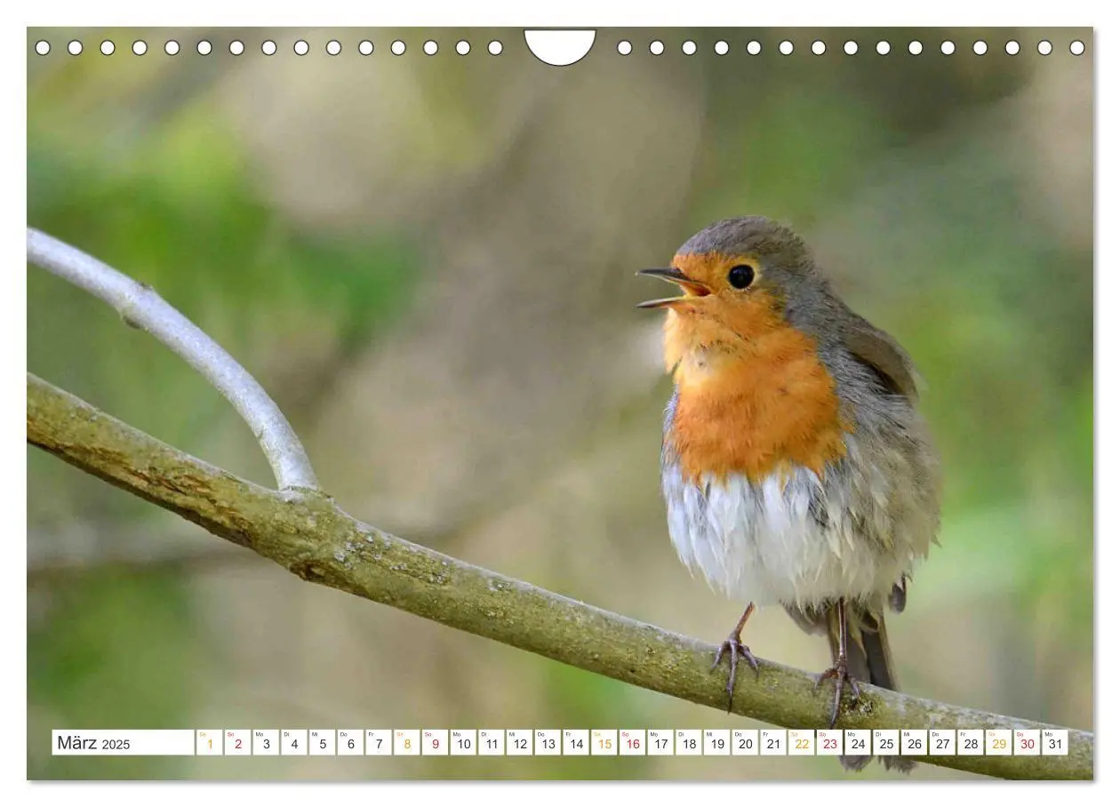 Bild: 9783435167791 | Das Rotkehlchen, ein Kleiner ganz Groß (Wandkalender 2025 DIN A4...