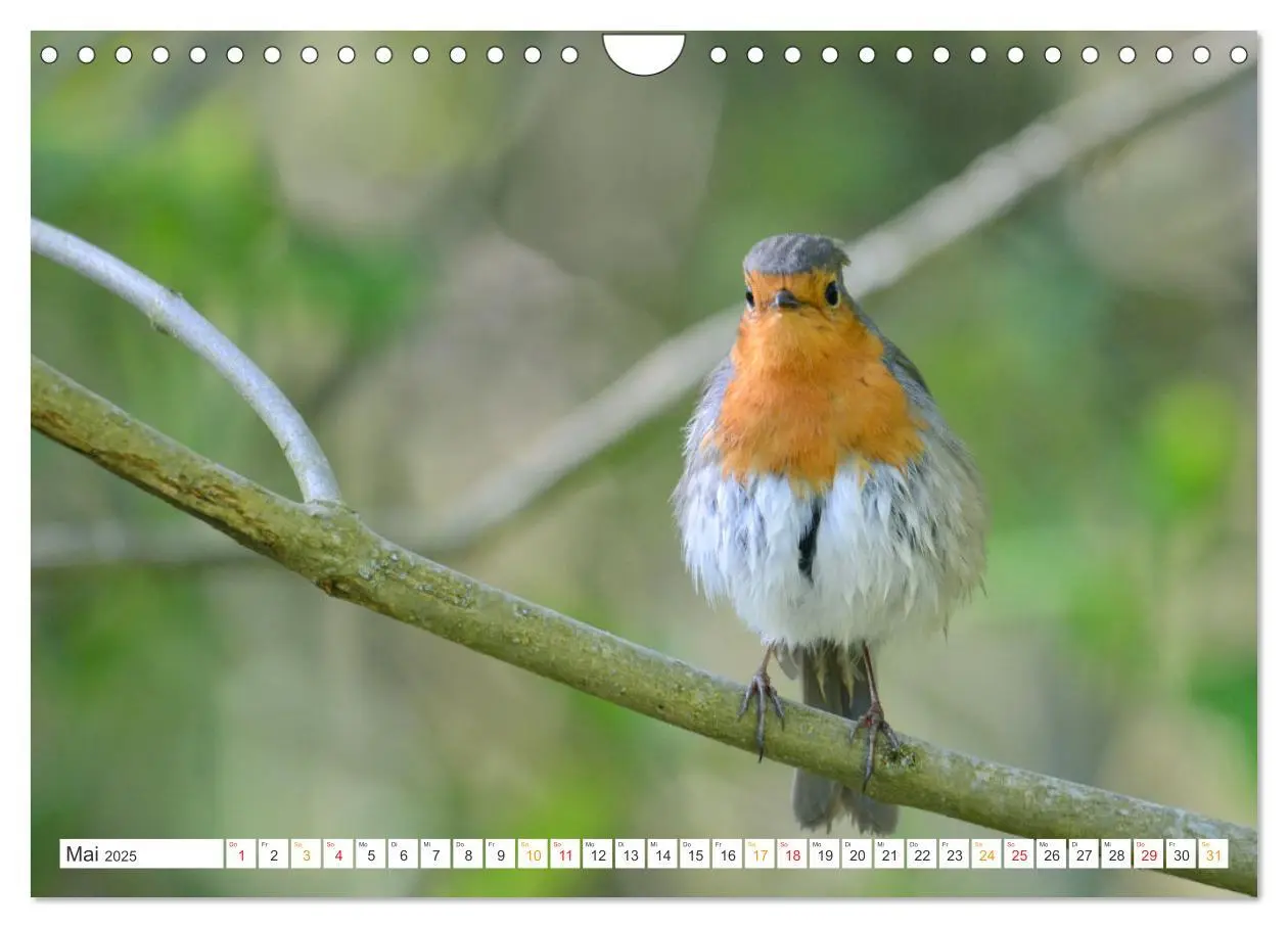 Bild: 9783435167791 | Das Rotkehlchen, ein Kleiner ganz Groß (Wandkalender 2025 DIN A4...