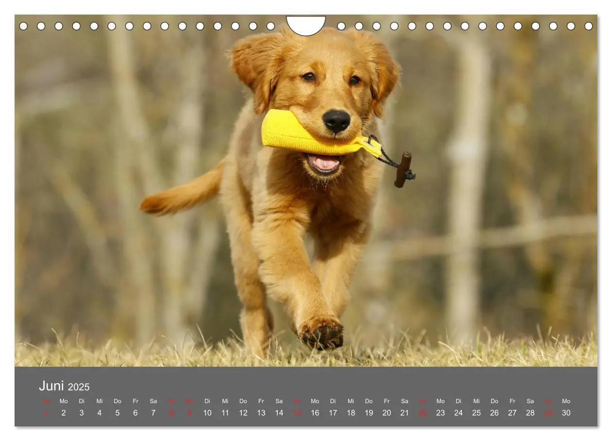 Bild: 9783435307791 | Chesley Kleiner Hund grosse Abenteuer (Wandkalender 2025 DIN A4...