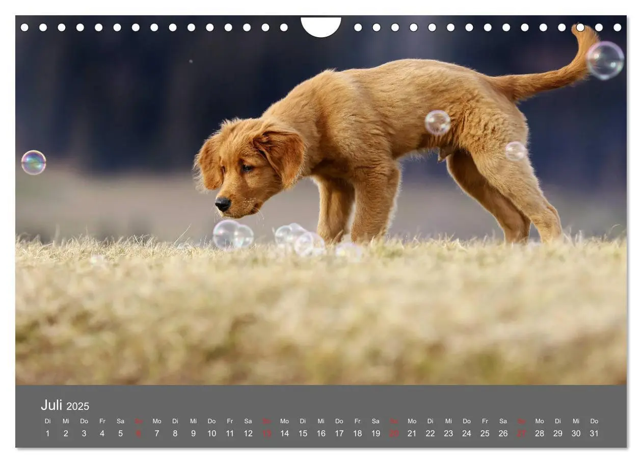 Bild: 9783435307791 | Chesley Kleiner Hund grosse Abenteuer (Wandkalender 2025 DIN A4...