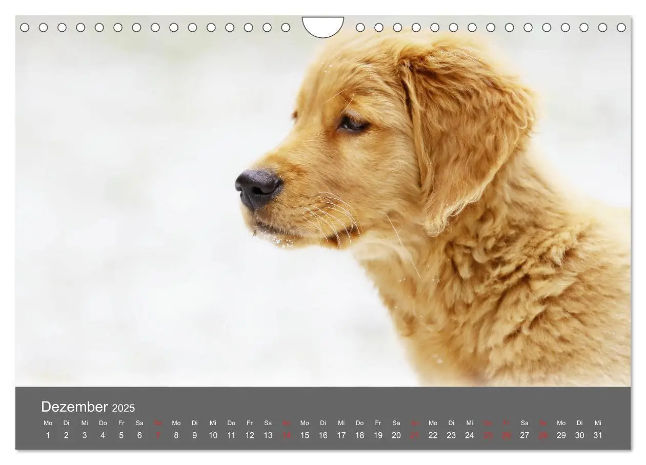 Bild: 9783435307791 | Chesley Kleiner Hund grosse Abenteuer (Wandkalender 2025 DIN A4...