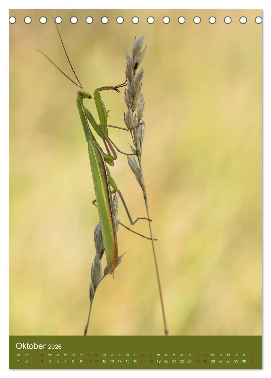 Bild: 9783516407891 | Die Gottesanbeterin. Räuber der Insektenwelt. (Tischkalender 2026...