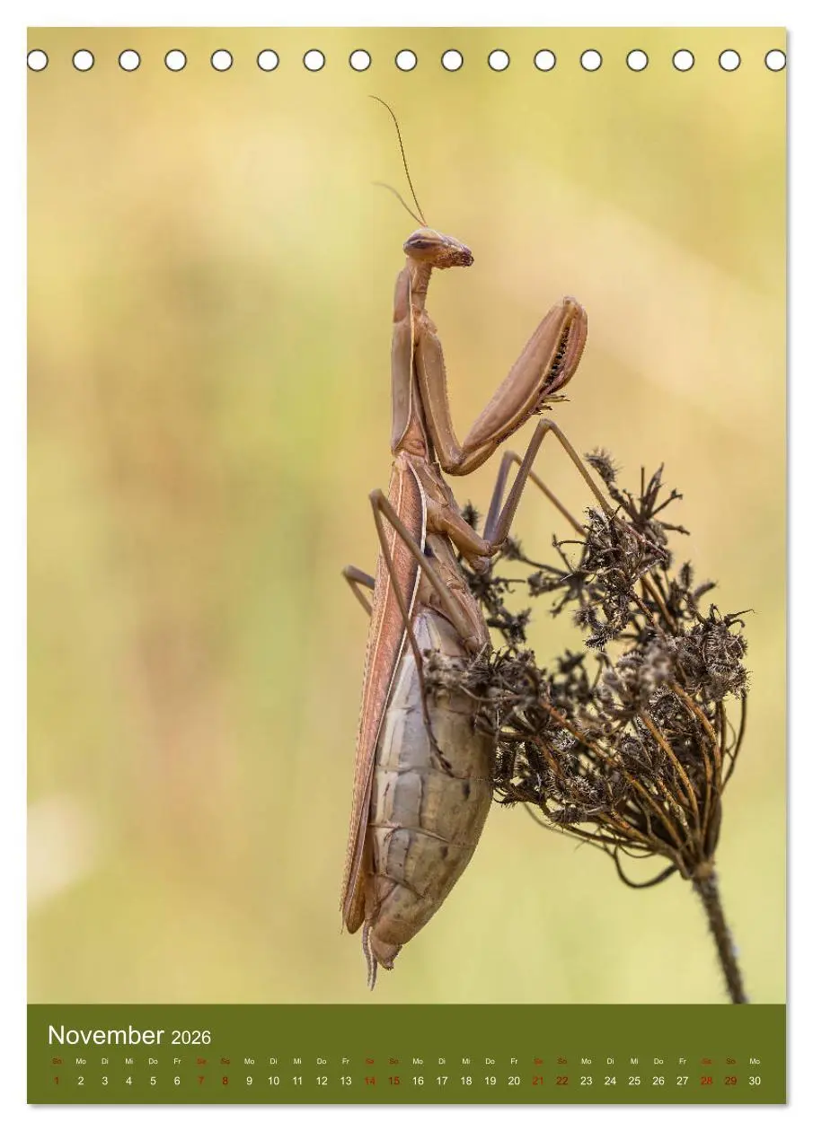 Bild: 9783516407891 | Die Gottesanbeterin. Räuber der Insektenwelt. (Tischkalender 2026...