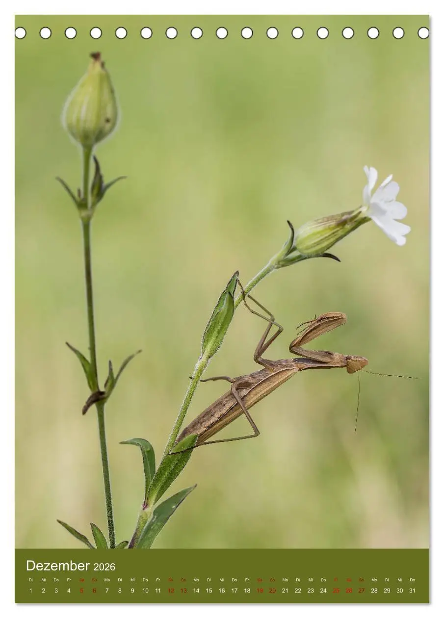 Bild: 9783516407891 | Die Gottesanbeterin. Räuber der Insektenwelt. (Tischkalender 2026...
