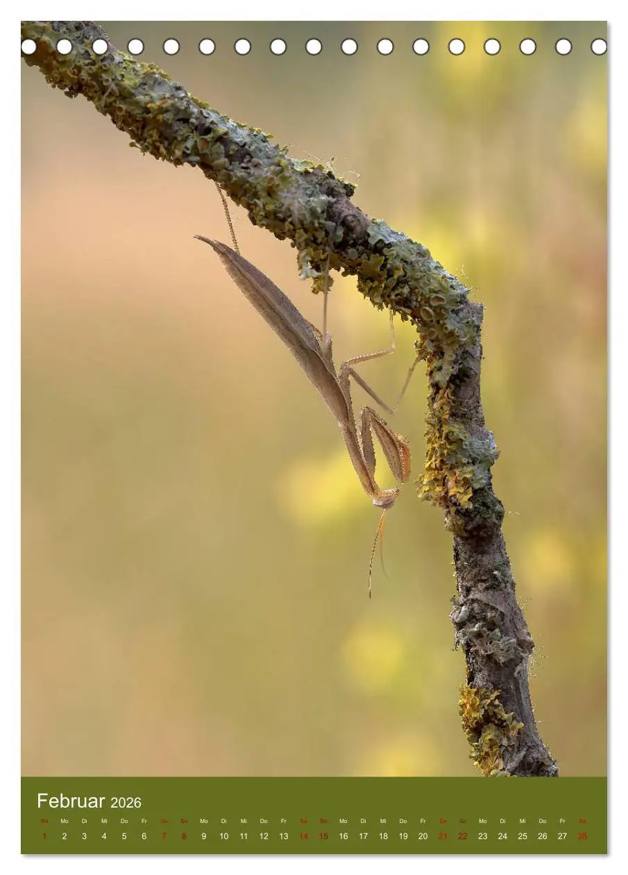 Bild: 9783516407891 | Die Gottesanbeterin. Räuber der Insektenwelt. (Tischkalender 2026...