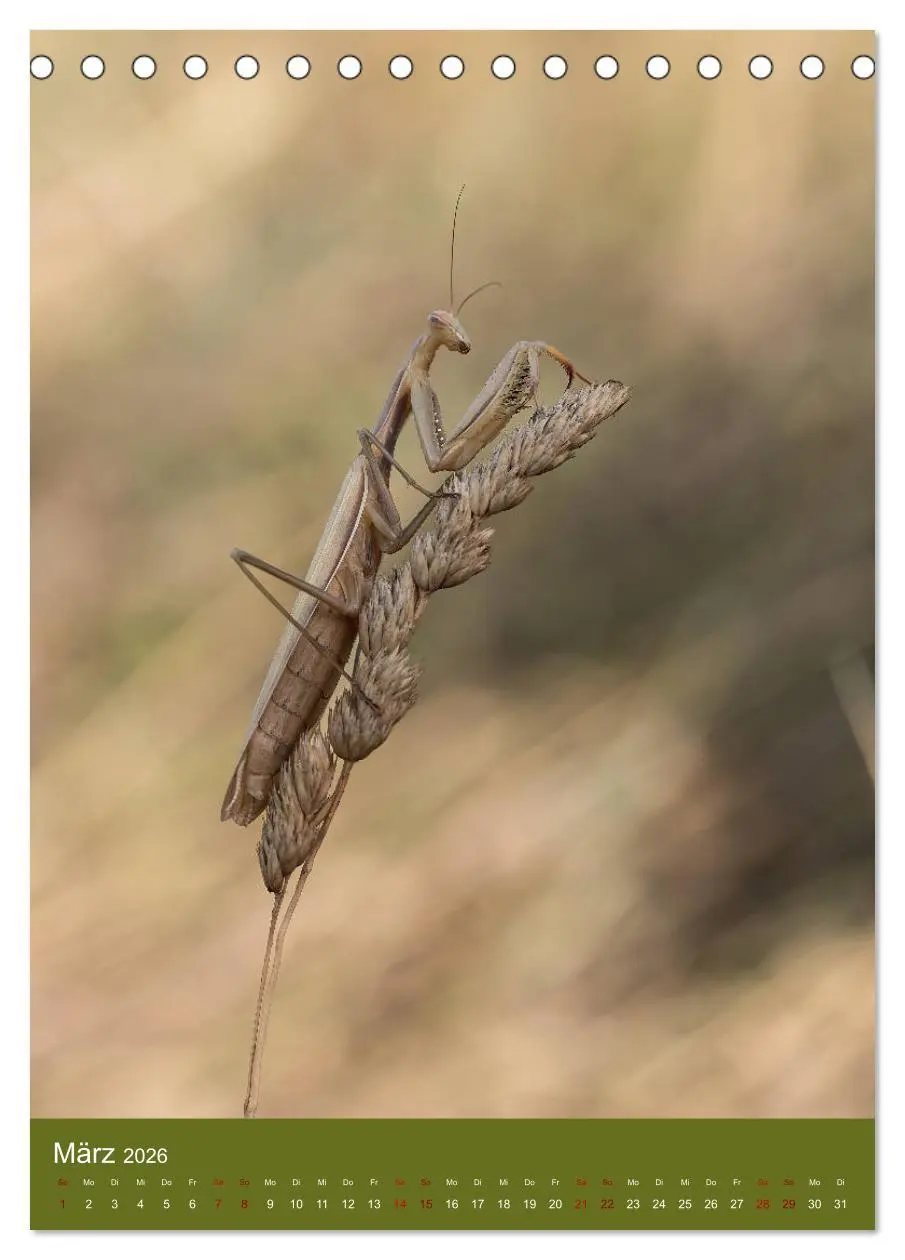 Bild: 9783516407891 | Die Gottesanbeterin. Räuber der Insektenwelt. (Tischkalender 2026...
