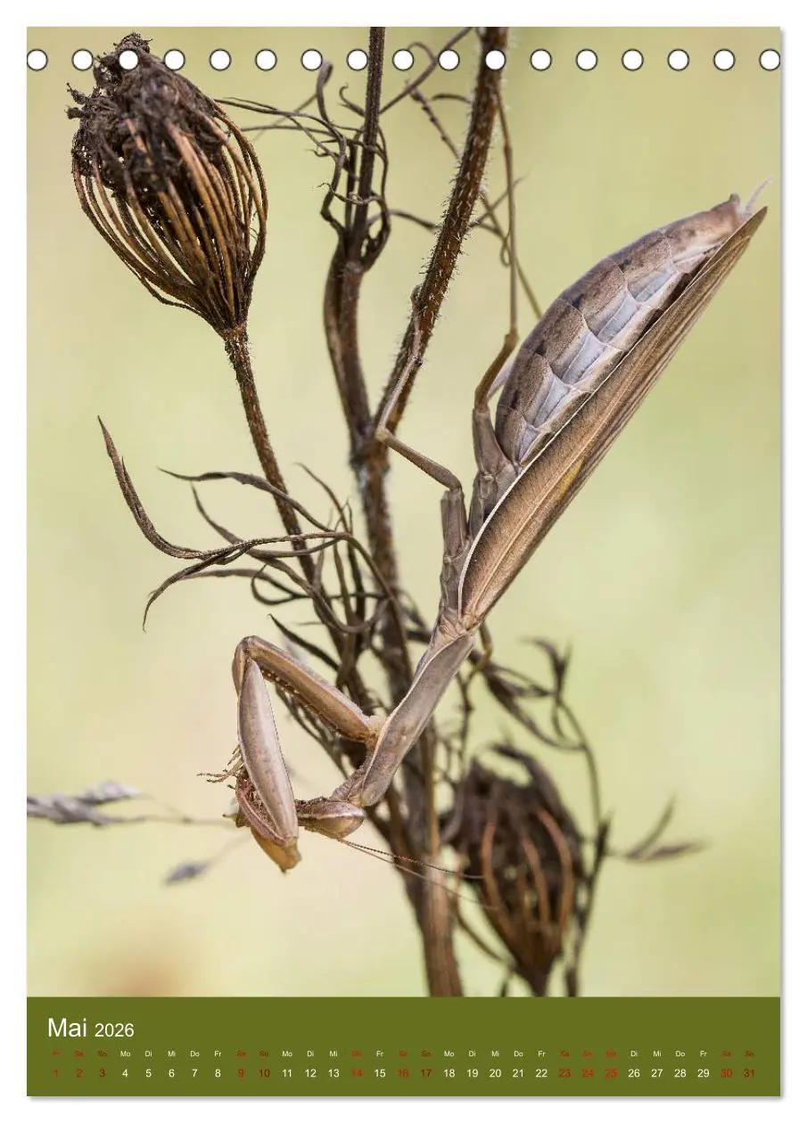 Bild: 9783516407891 | Die Gottesanbeterin. Räuber der Insektenwelt. (Tischkalender 2026...