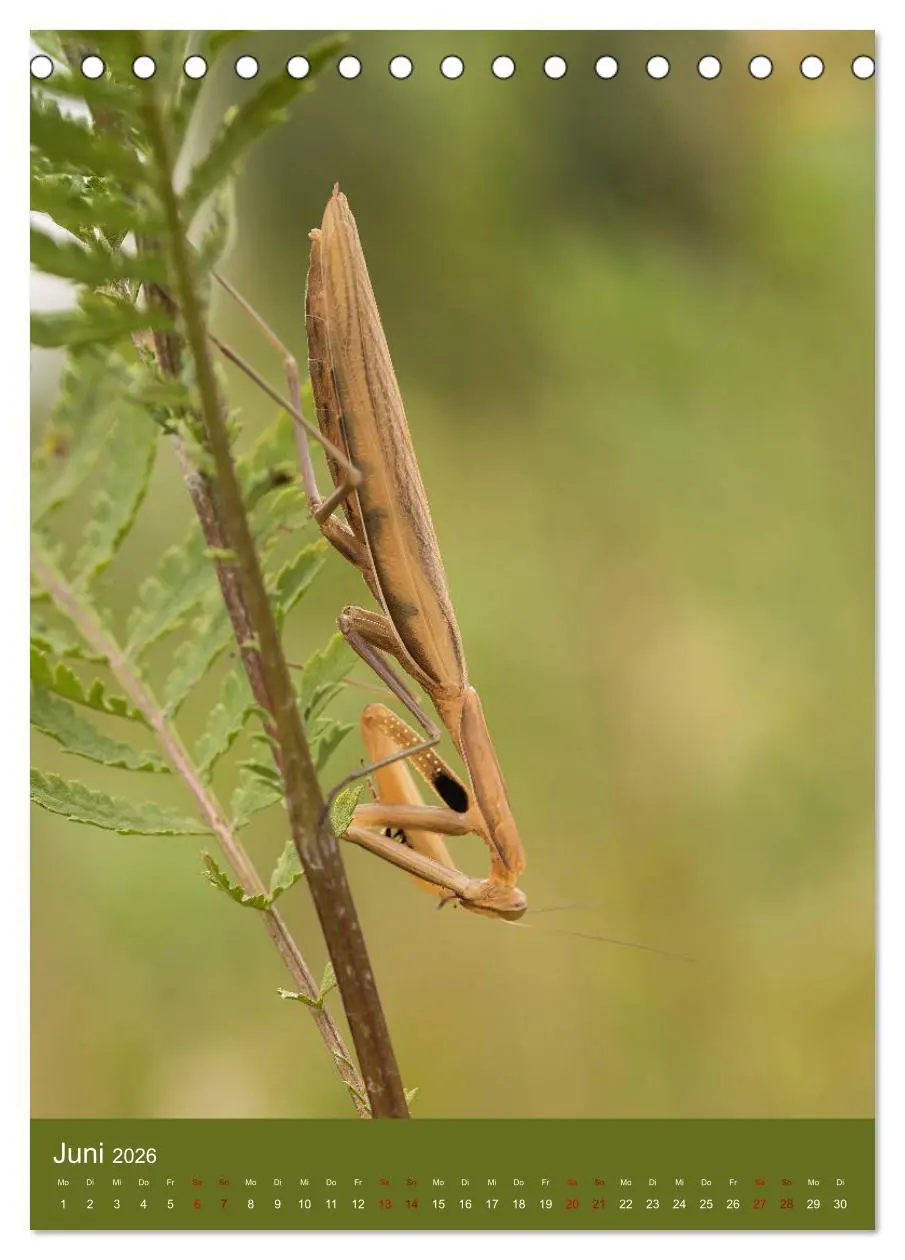 Bild: 9783516407891 | Die Gottesanbeterin. Räuber der Insektenwelt. (Tischkalender 2026...
