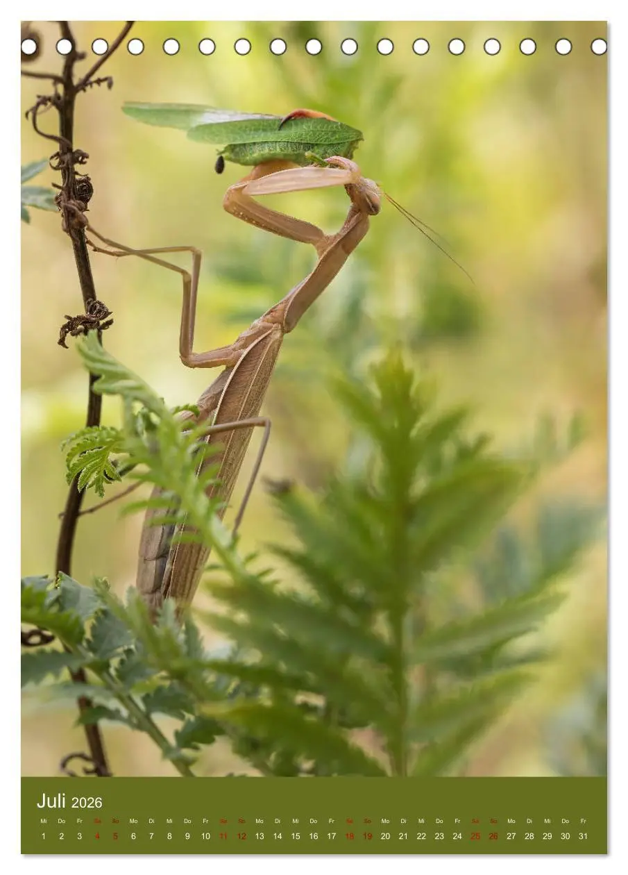 Bild: 9783516407891 | Die Gottesanbeterin. Räuber der Insektenwelt. (Tischkalender 2026...