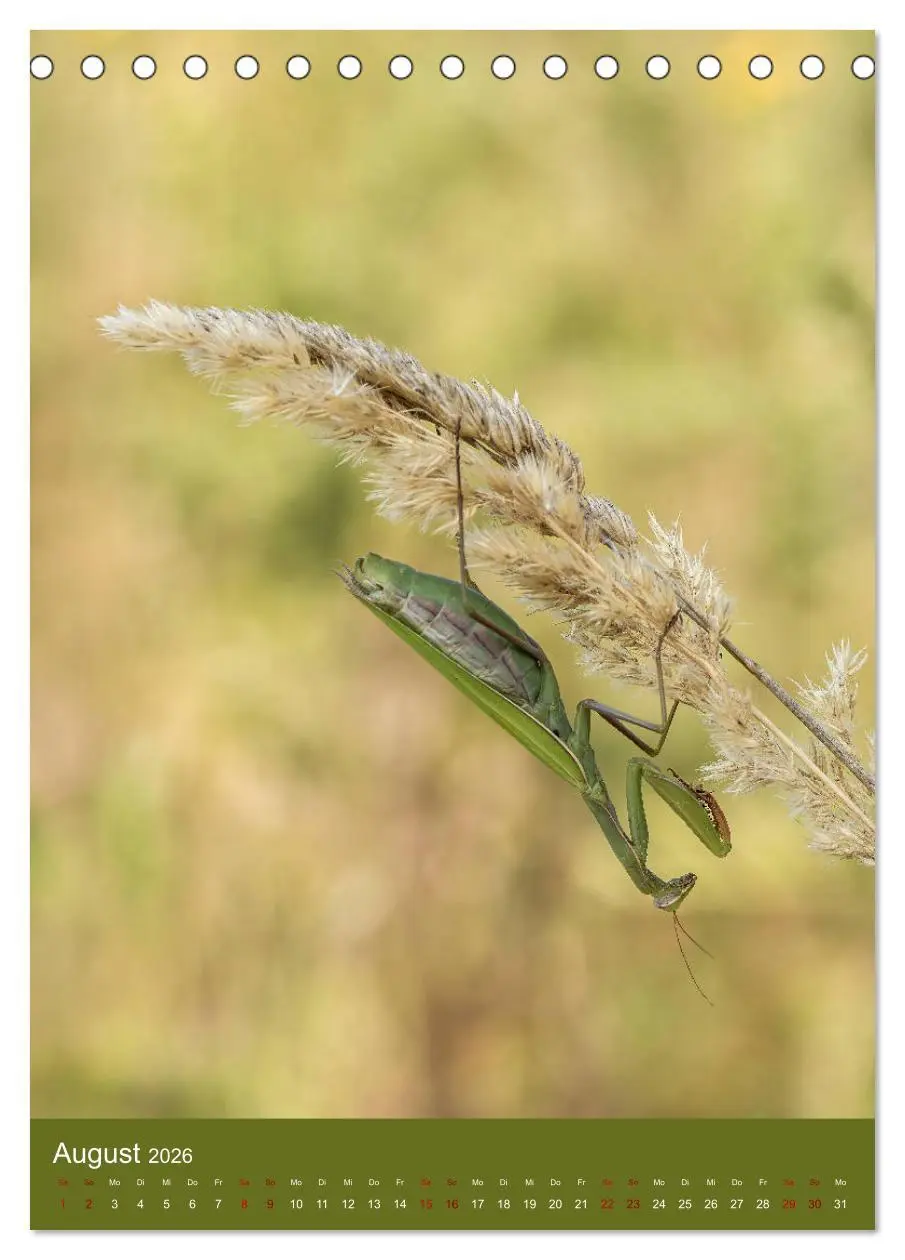 Bild: 9783516407891 | Die Gottesanbeterin. Räuber der Insektenwelt. (Tischkalender 2026...
