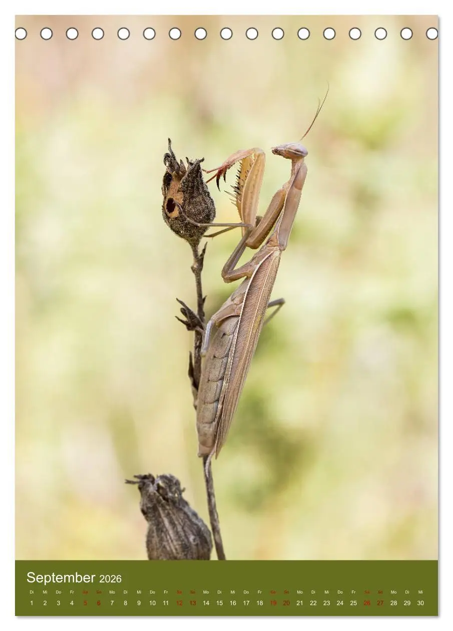 Bild: 9783516407891 | Die Gottesanbeterin. Räuber der Insektenwelt. (Tischkalender 2026...
