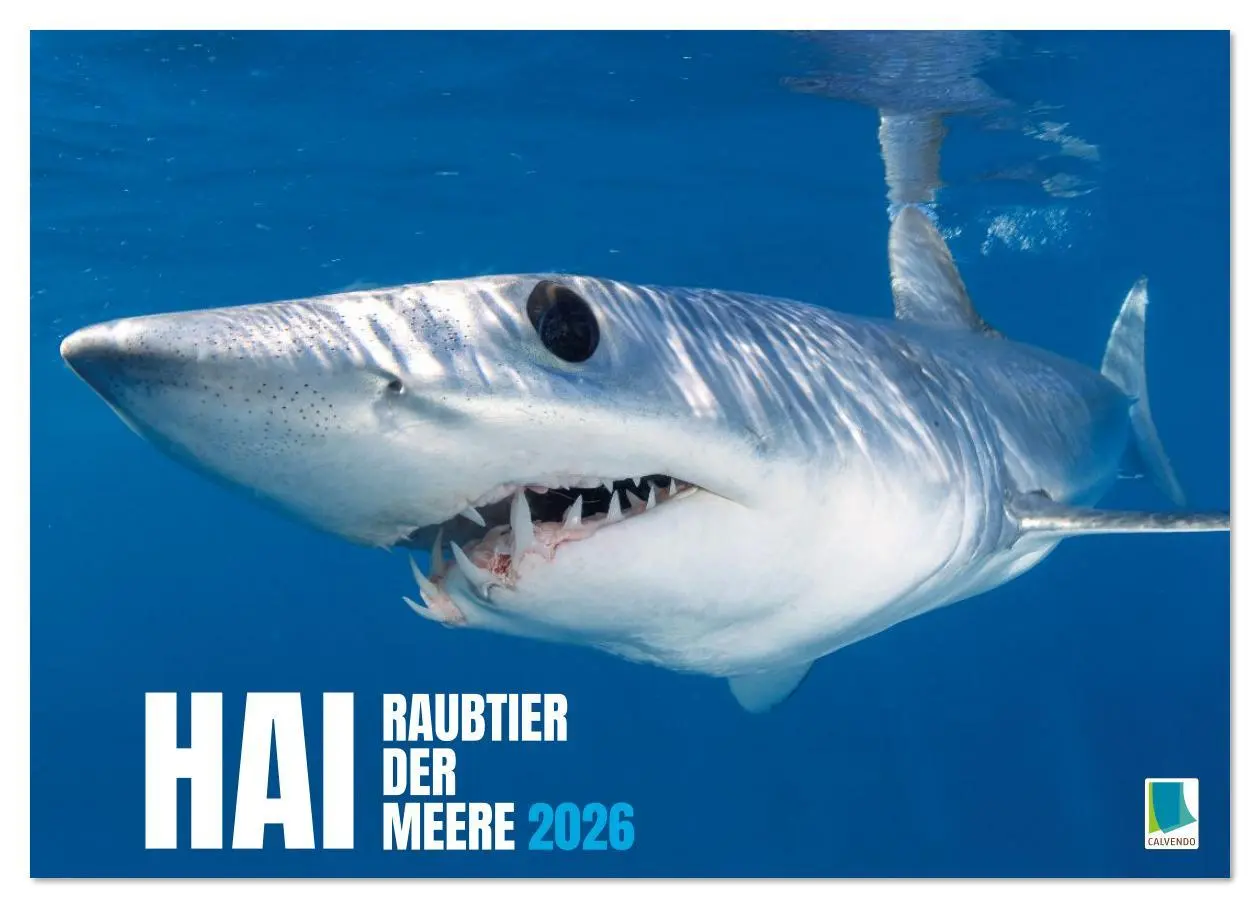 Cover: 9783516637991 | Hai: Raubtier der Meere (Wandkalender 2026 DIN A4 quer), CALVENDO...