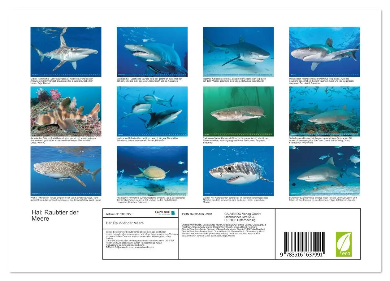 Bild: 9783516637991 | Hai: Raubtier der Meere (Wandkalender 2026 DIN A4 quer), CALVENDO...
