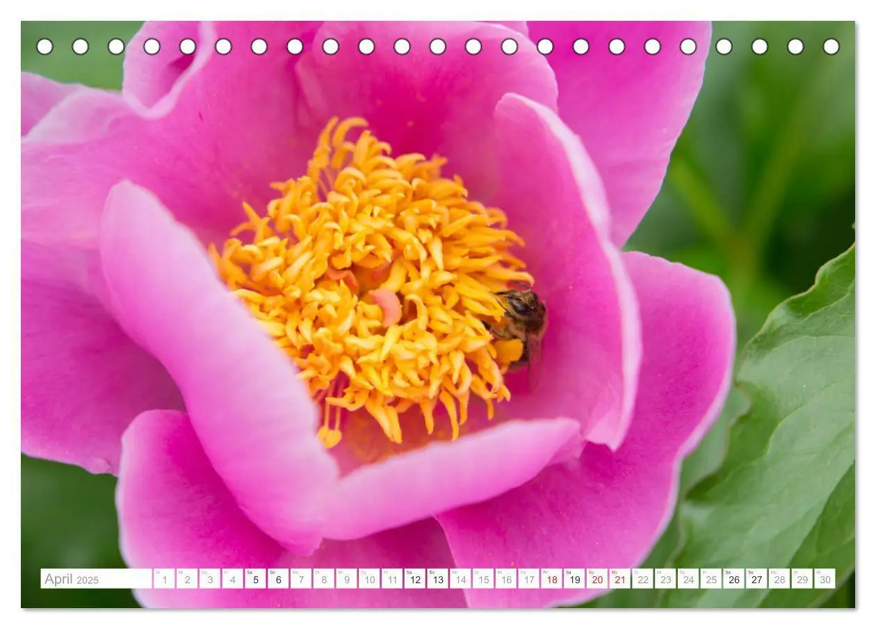 Bild: 9783435278091 | Pfingstrosentraum (Tischkalender 2025 DIN A5 quer), CALVENDO...
