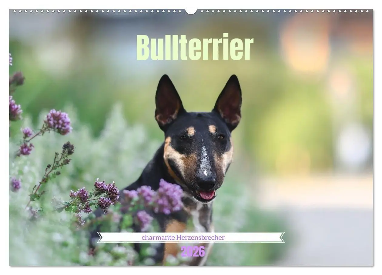 Cover: 9783516698091 | Bullterrier - charmante Herzensbrecher (Wandkalender 2026 DIN A2...