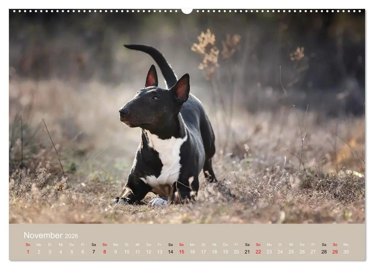 Bild: 9783516698091 | Bullterrier - charmante Herzensbrecher (Wandkalender 2026 DIN A2...