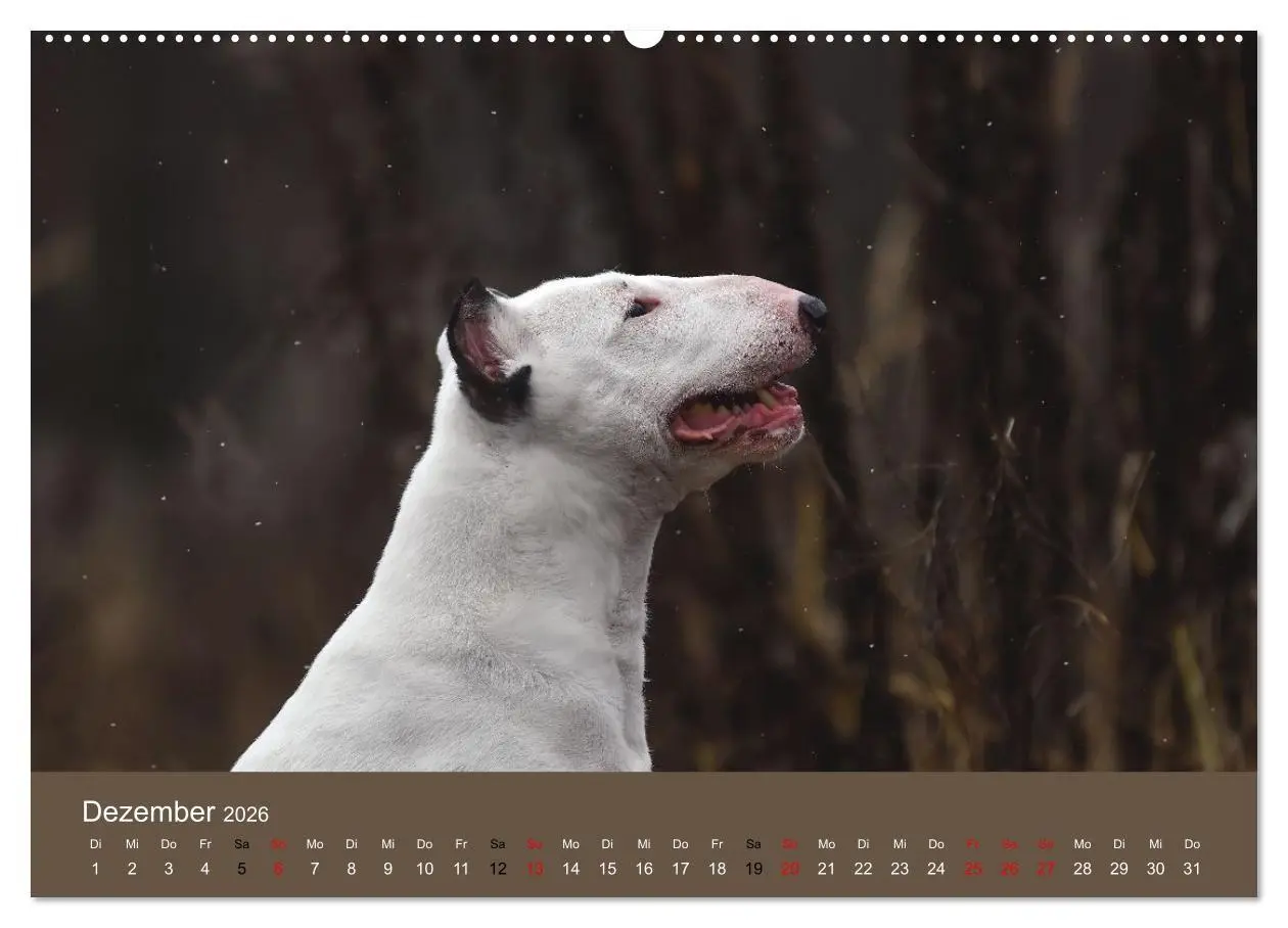 Bild: 9783516698091 | Bullterrier - charmante Herzensbrecher (Wandkalender 2026 DIN A2...