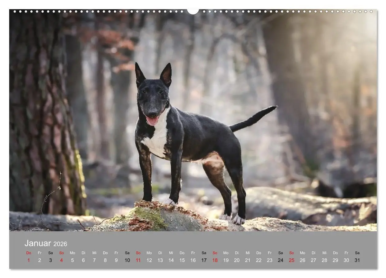 Bild: 9783516698091 | Bullterrier - charmante Herzensbrecher (Wandkalender 2026 DIN A2...
