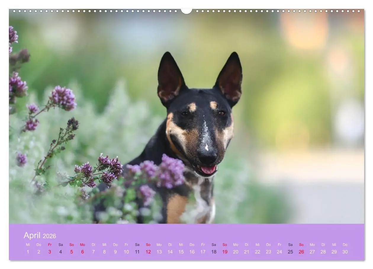 Bild: 9783516698091 | Bullterrier - charmante Herzensbrecher (Wandkalender 2026 DIN A2...