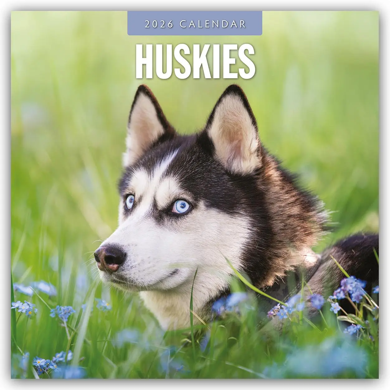Cover: 9781804428191 | Huskies 2026 Square Wall Calendar | Red Robin | Taschenbuch | 14 S.