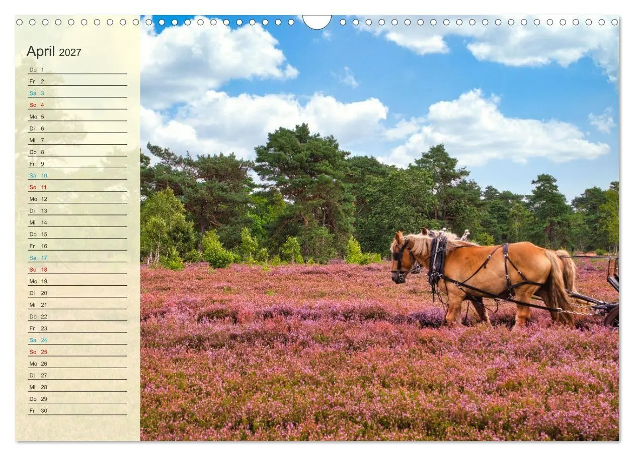 Bild: 9783569528291 | Die Heideblüte (Wandkalender 2027 DIN A3 quer), CALVENDO...