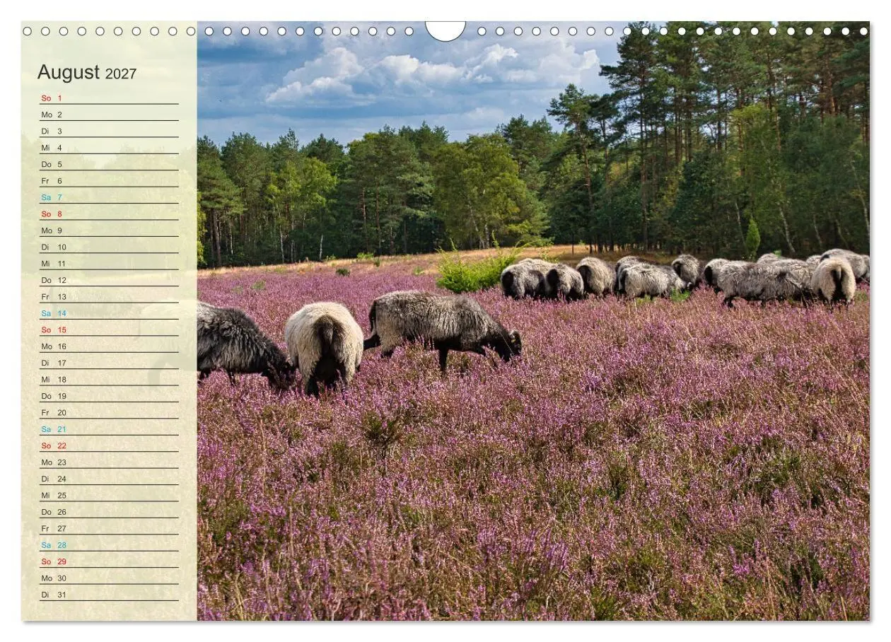 Bild: 9783569528291 | Die Heideblüte (Wandkalender 2027 DIN A3 quer), CALVENDO...