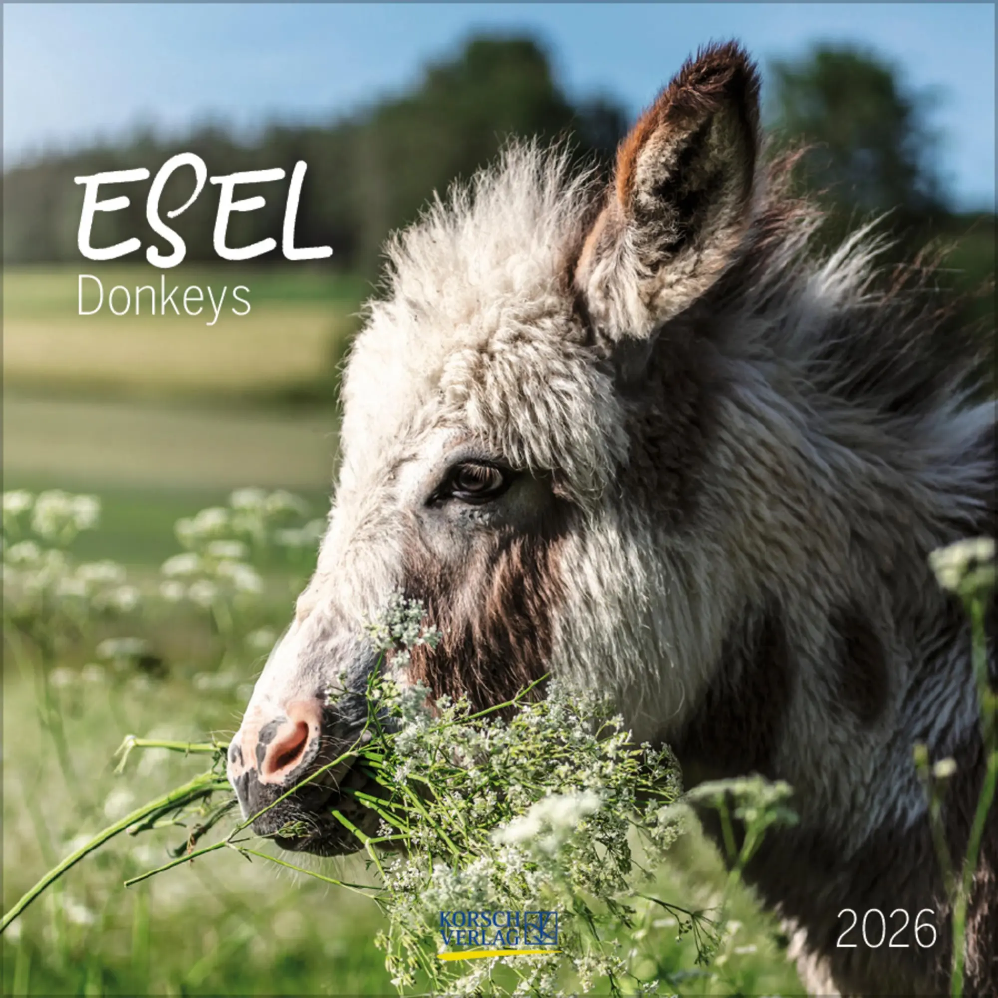 Cover: 9783731888291 | Esel 2026 | Verlag Korsch | Kalender | 13 S. | Deutsch | 2026