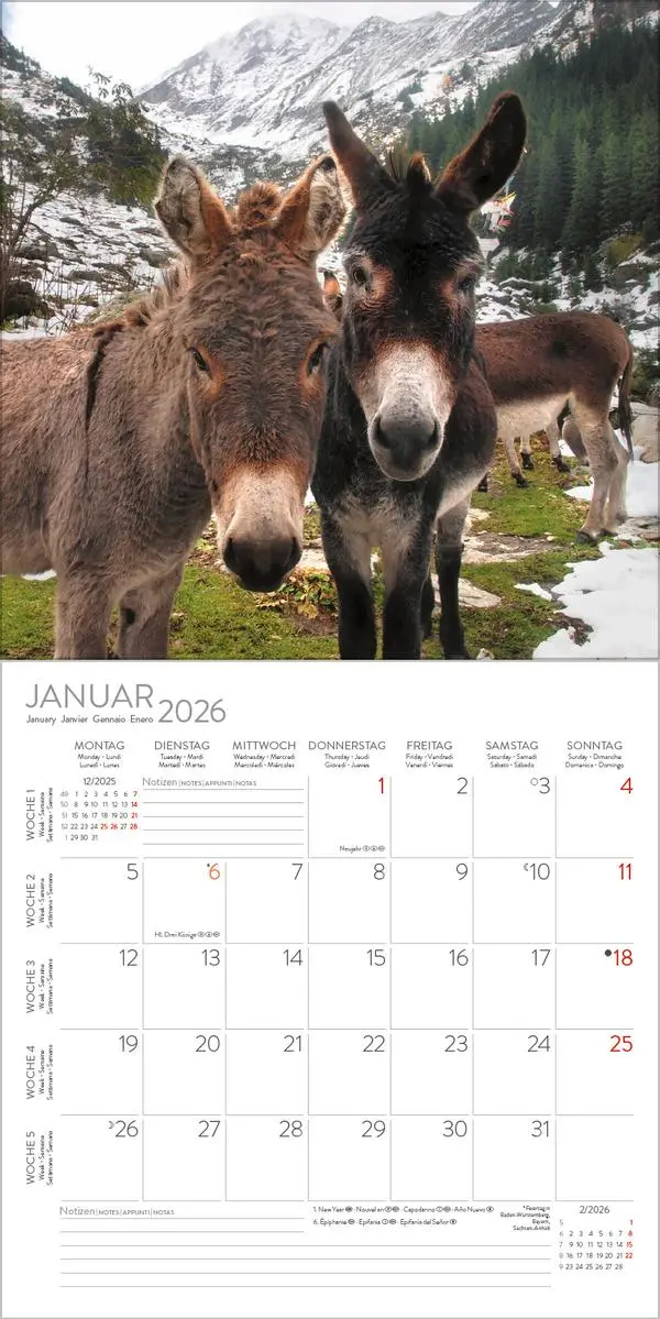 Bild: 9783731888291 | Esel 2026 | Verlag Korsch | Kalender | 13 S. | Deutsch | 2026