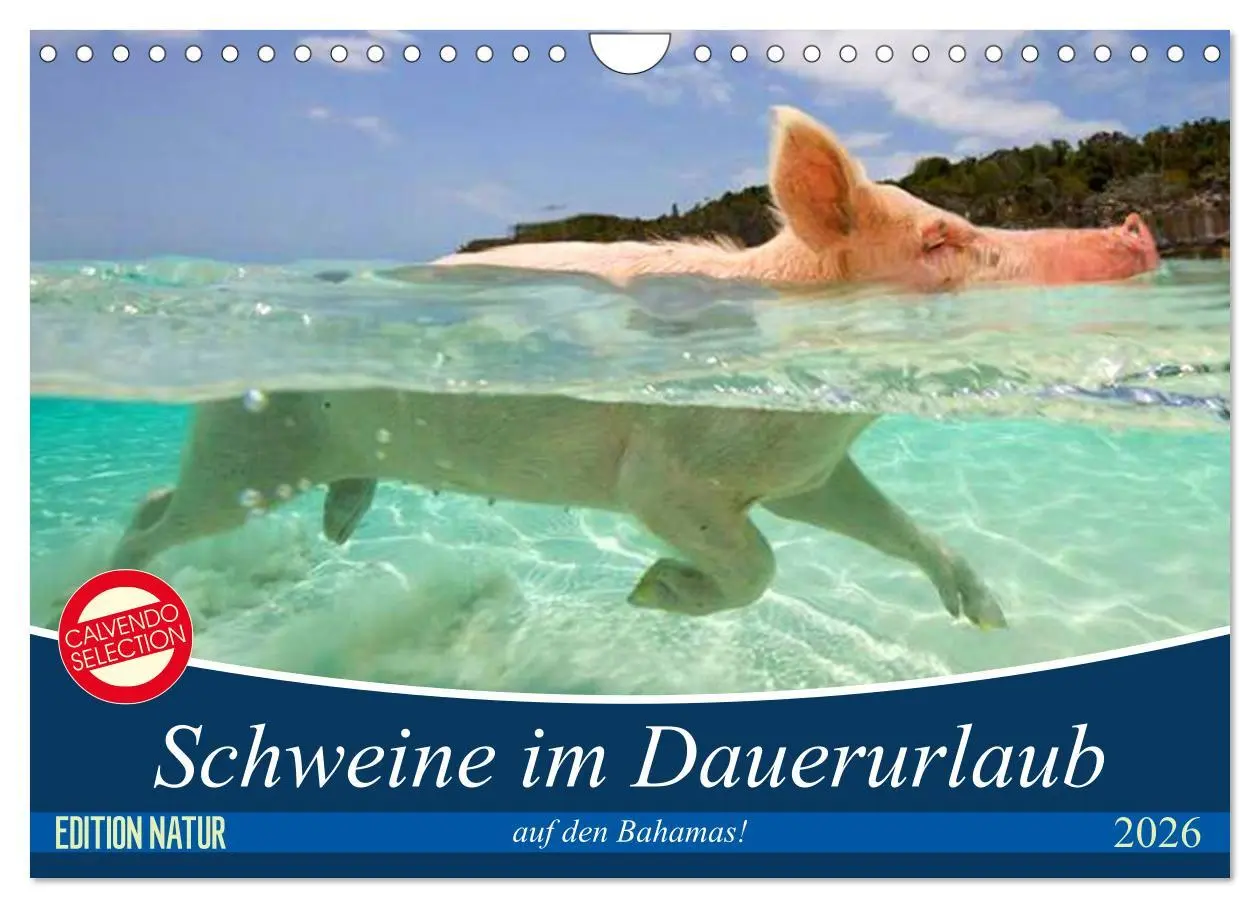 Cover: 9783457888391 | Schweine im Dauerurlaub auf den Bahamas! (Wandkalender 2026 DIN A4...