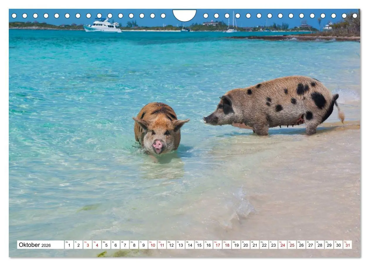 Bild: 9783457888391 | Schweine im Dauerurlaub auf den Bahamas! (Wandkalender 2026 DIN A4...