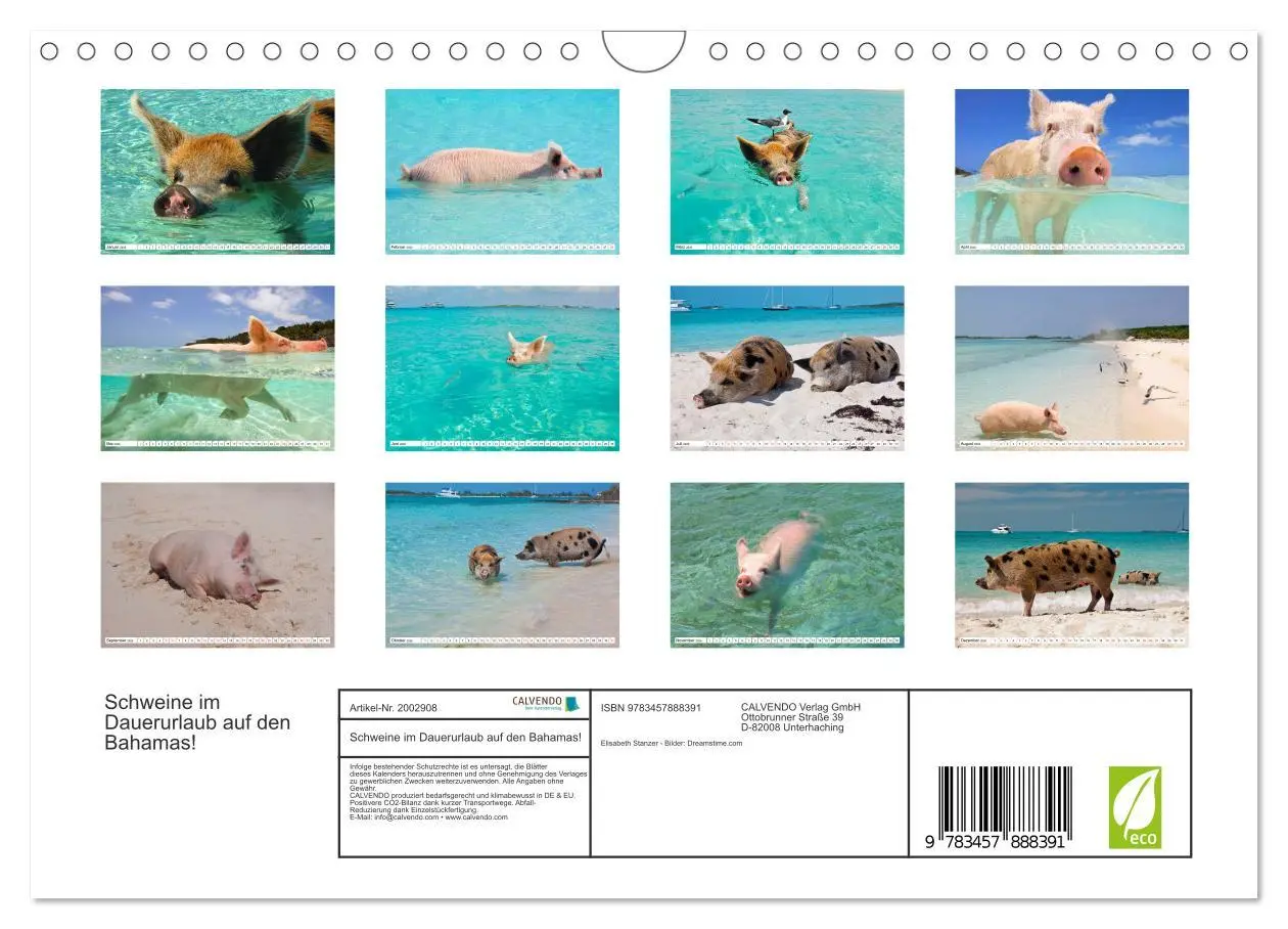 Bild: 9783457888391 | Schweine im Dauerurlaub auf den Bahamas! (Wandkalender 2026 DIN A4...