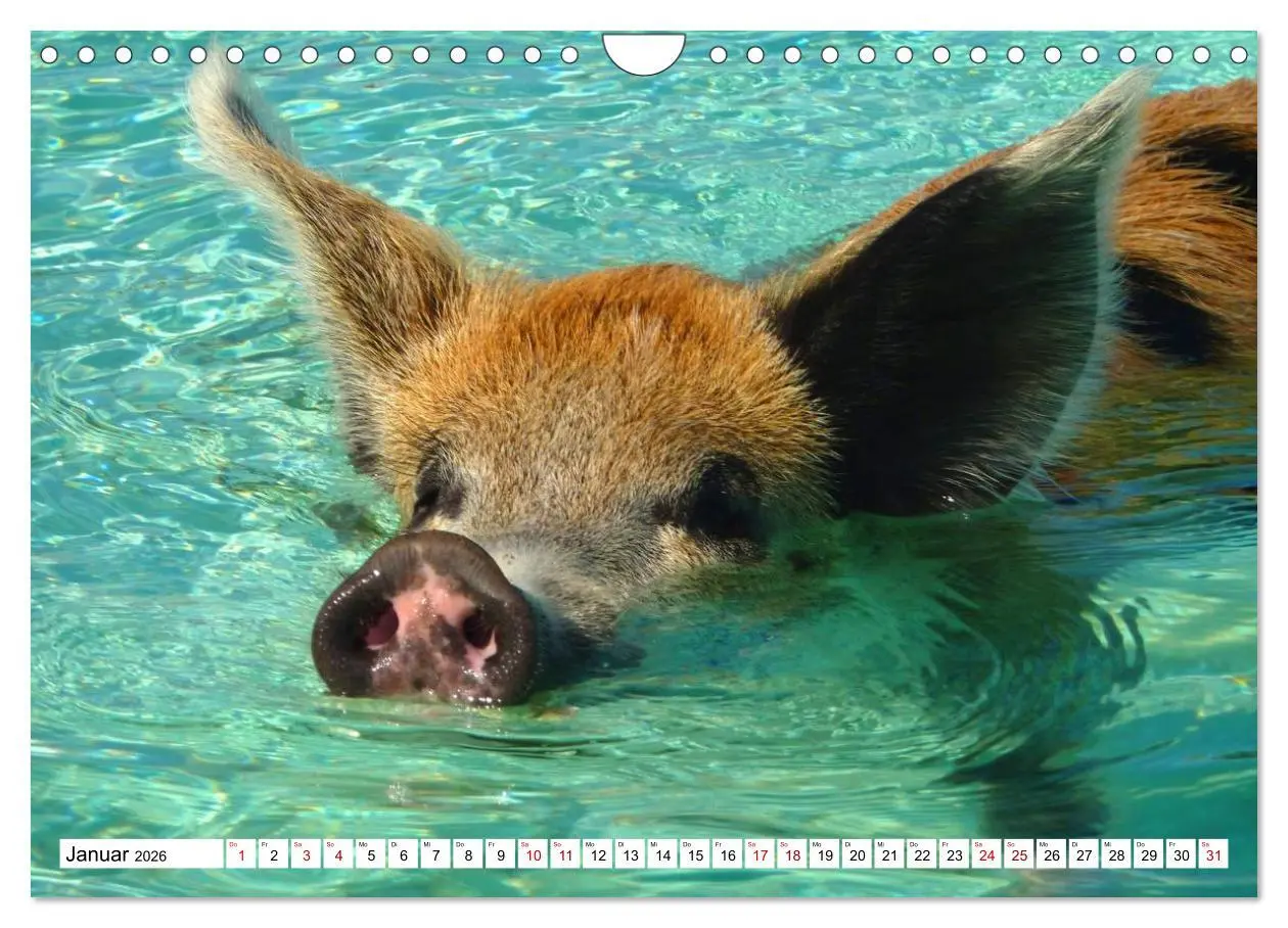 Bild: 9783457888391 | Schweine im Dauerurlaub auf den Bahamas! (Wandkalender 2026 DIN A4...