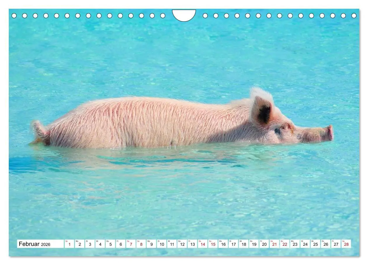 Bild: 9783457888391 | Schweine im Dauerurlaub auf den Bahamas! (Wandkalender 2026 DIN A4...