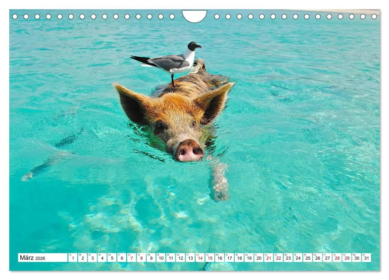 Bild: 9783457888391 | Schweine im Dauerurlaub auf den Bahamas! (Wandkalender 2026 DIN A4...