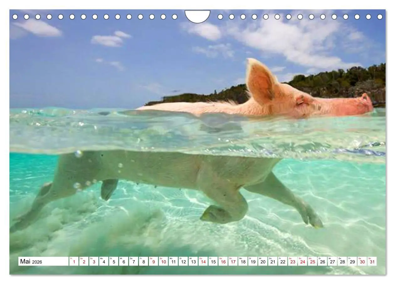 Bild: 9783457888391 | Schweine im Dauerurlaub auf den Bahamas! (Wandkalender 2026 DIN A4...