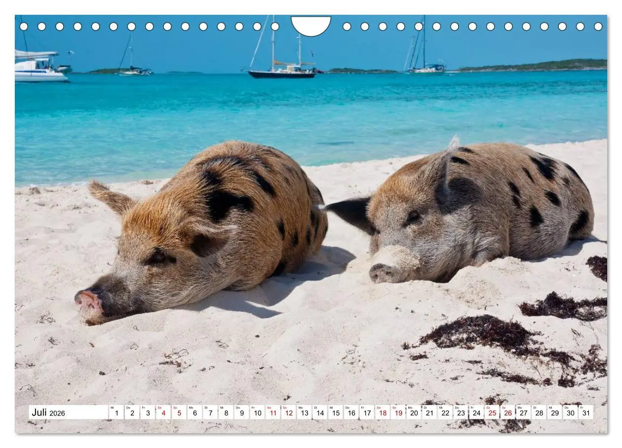 Bild: 9783457888391 | Schweine im Dauerurlaub auf den Bahamas! (Wandkalender 2026 DIN A4...