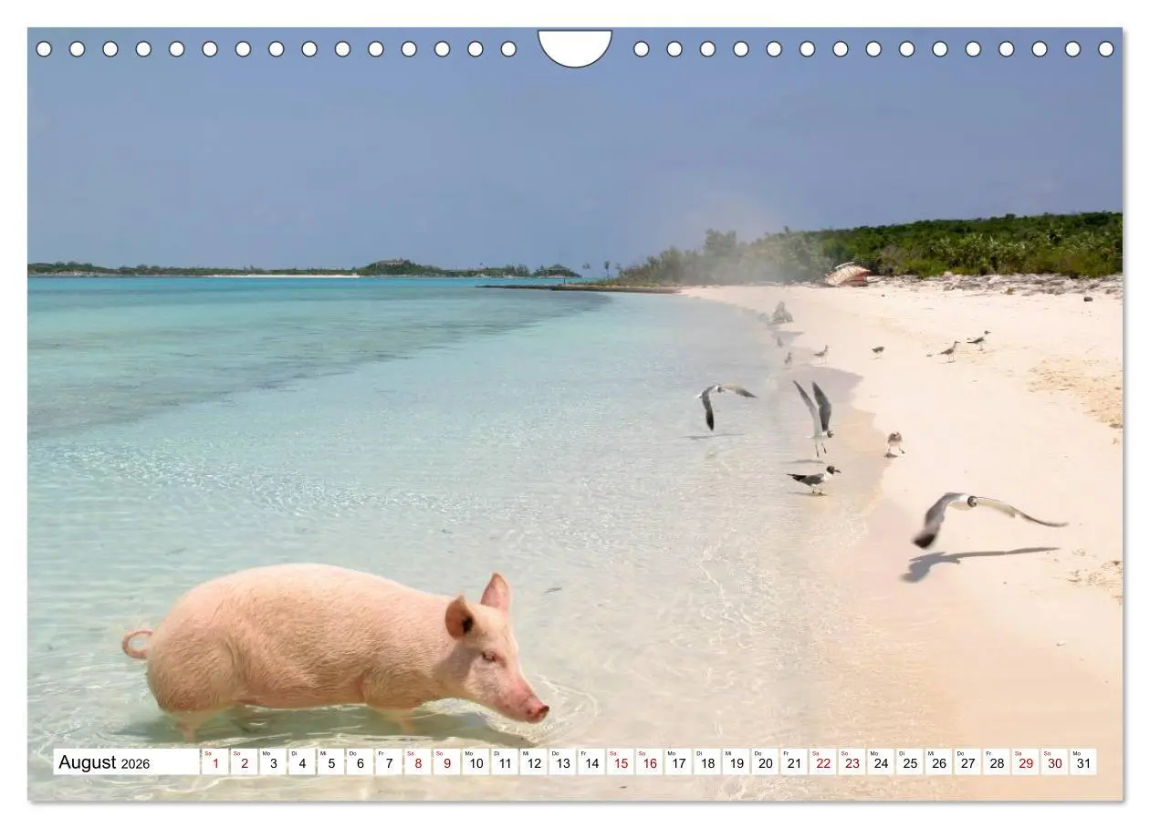 Bild: 9783457888391 | Schweine im Dauerurlaub auf den Bahamas! (Wandkalender 2026 DIN A4...