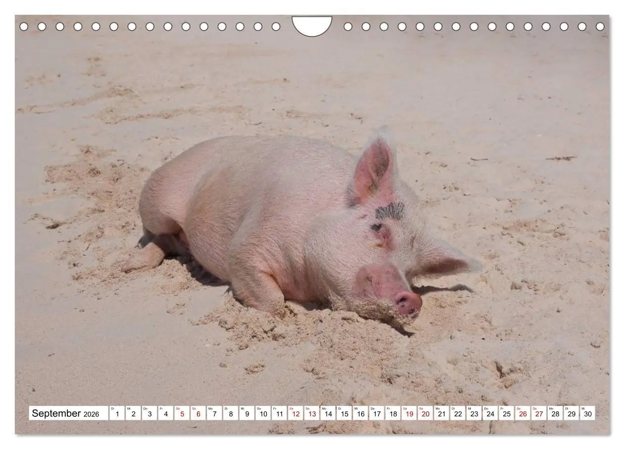 Bild: 9783457888391 | Schweine im Dauerurlaub auf den Bahamas! (Wandkalender 2026 DIN A4...
