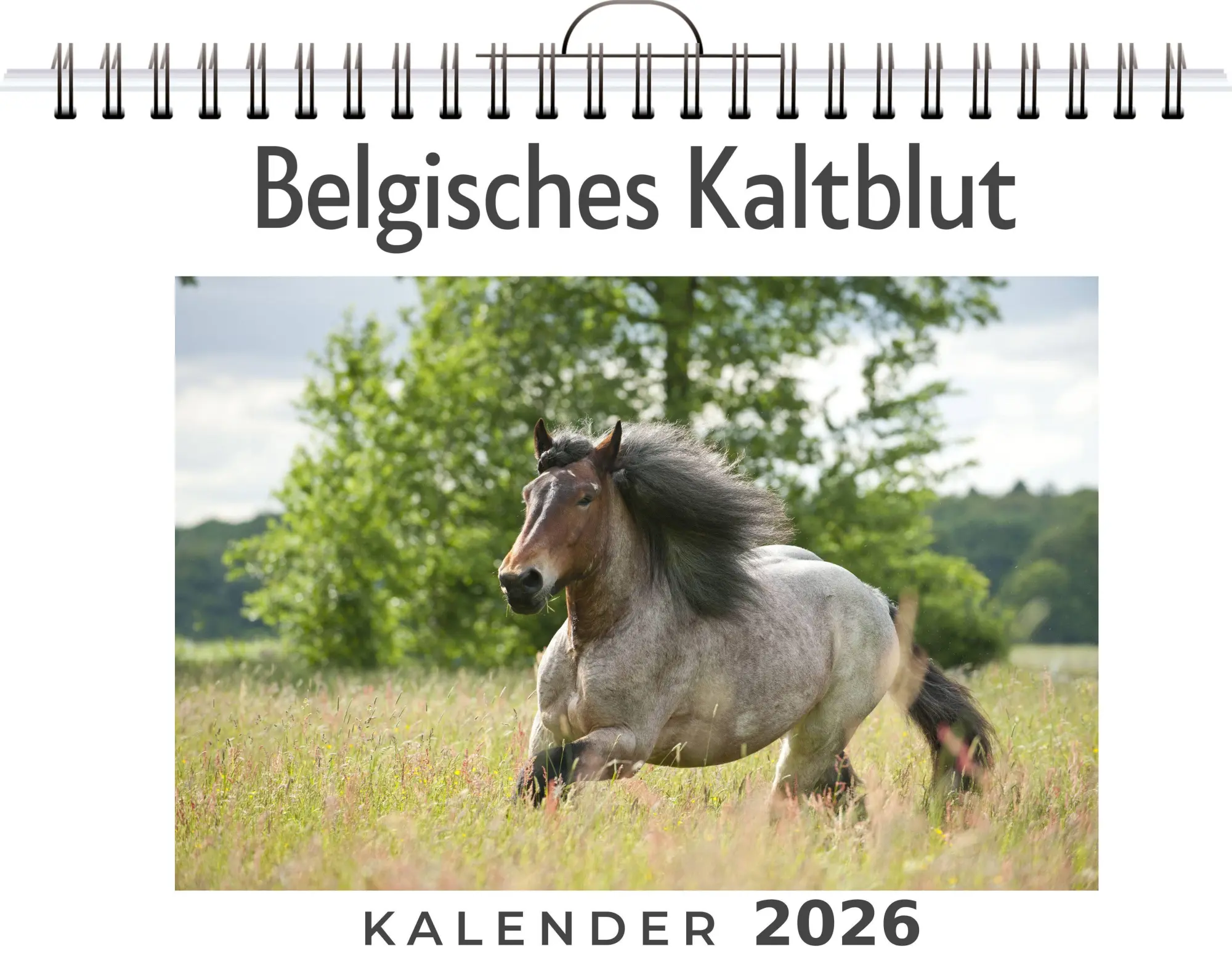 Cover: 9783695318391 | Belgisches Kaltblut | Emilia Fischer | Kalender | Deutsch | 2026