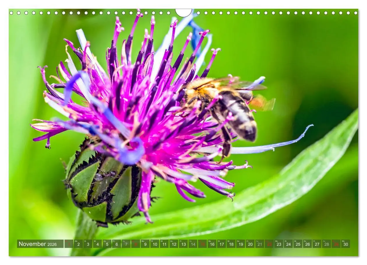 Bild: 9783457798591 | BIENEN - Kleine Nützlinge ganz groß (Wandkalender 2026 DIN A3...
