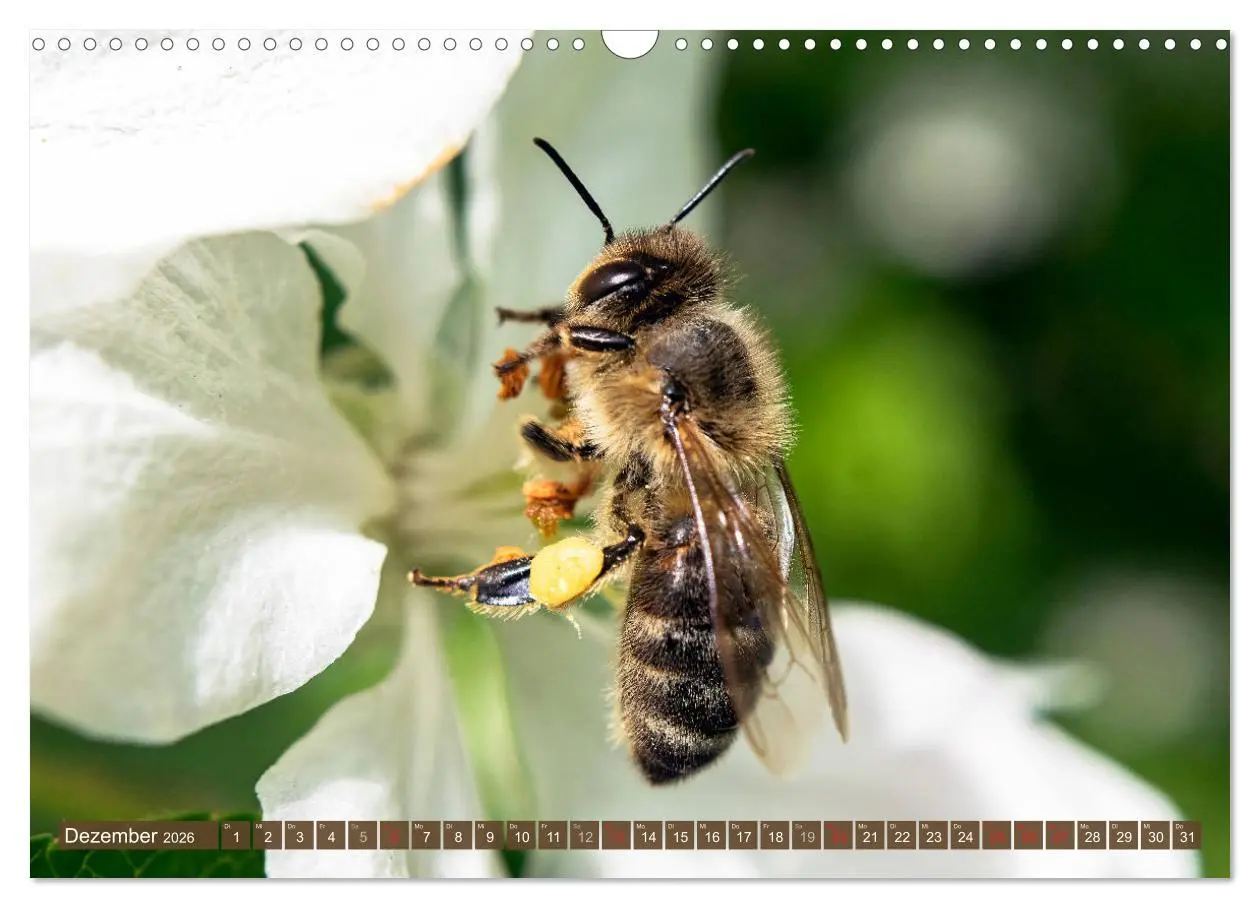 Bild: 9783457798591 | BIENEN - Kleine Nützlinge ganz groß (Wandkalender 2026 DIN A3...
