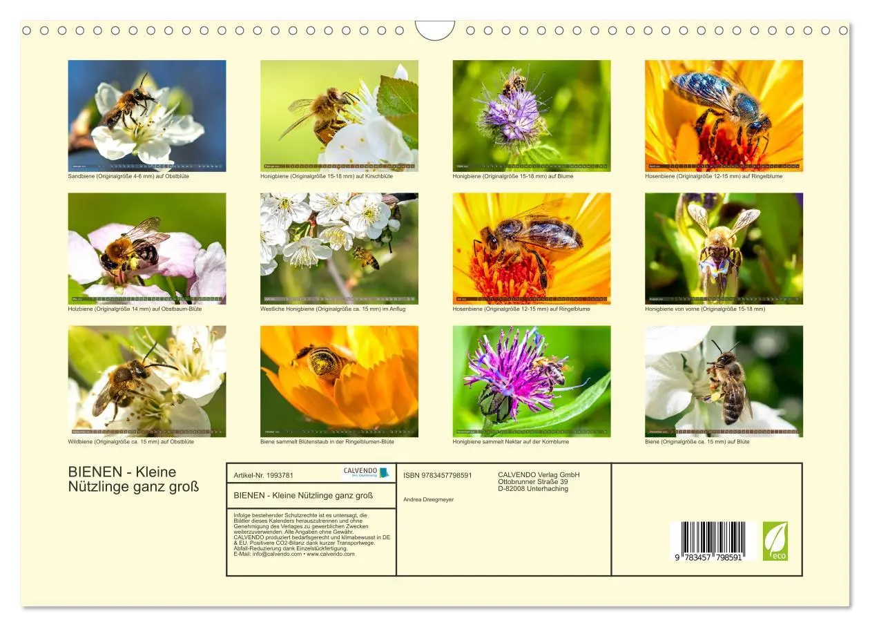 Bild: 9783457798591 | BIENEN - Kleine Nützlinge ganz groß (Wandkalender 2026 DIN A3...