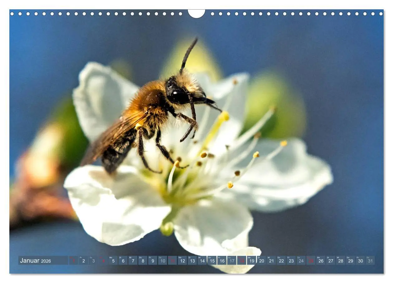 Bild: 9783457798591 | BIENEN - Kleine Nützlinge ganz groß (Wandkalender 2026 DIN A3...