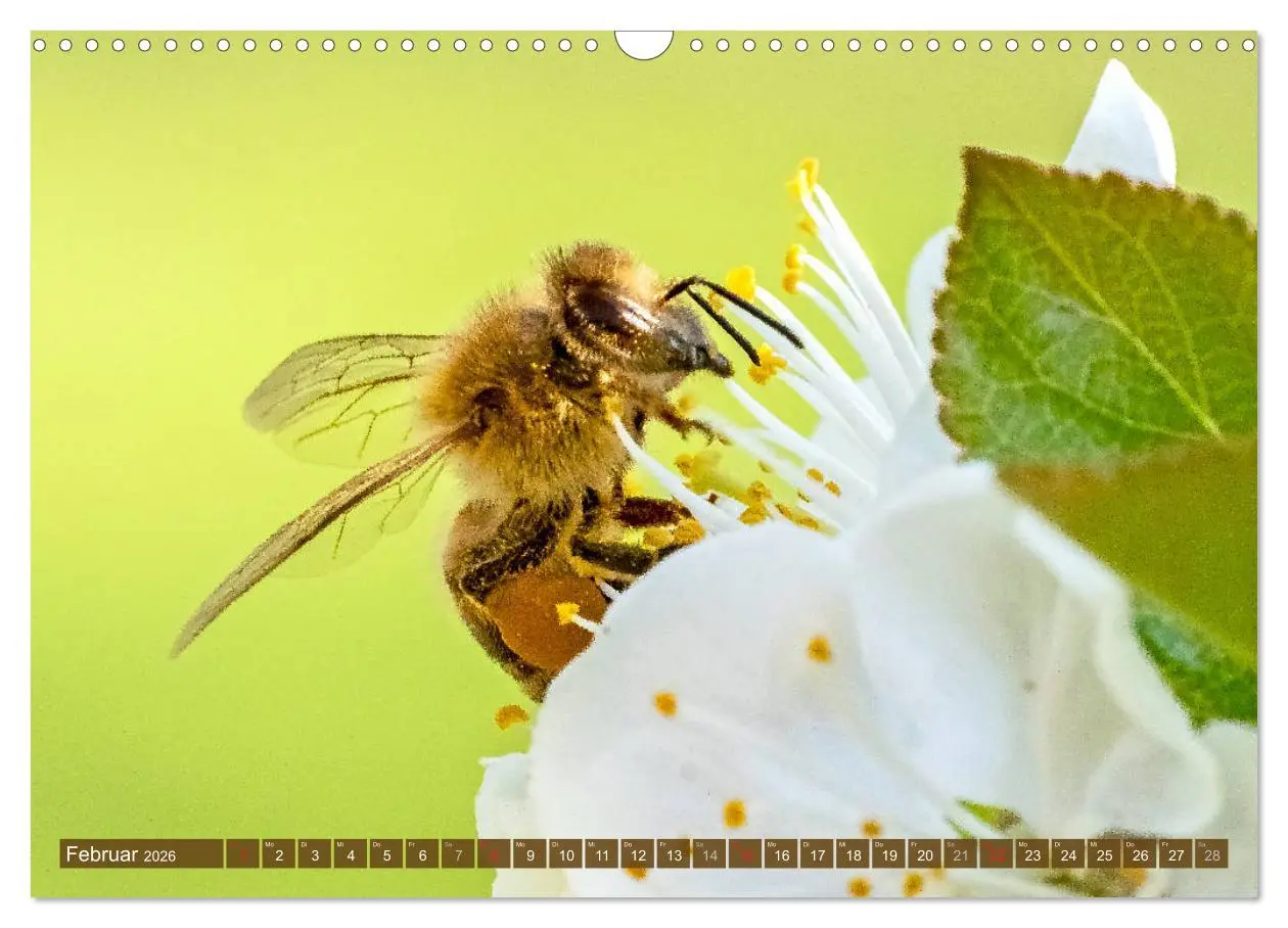Bild: 9783457798591 | BIENEN - Kleine Nützlinge ganz groß (Wandkalender 2026 DIN A3...