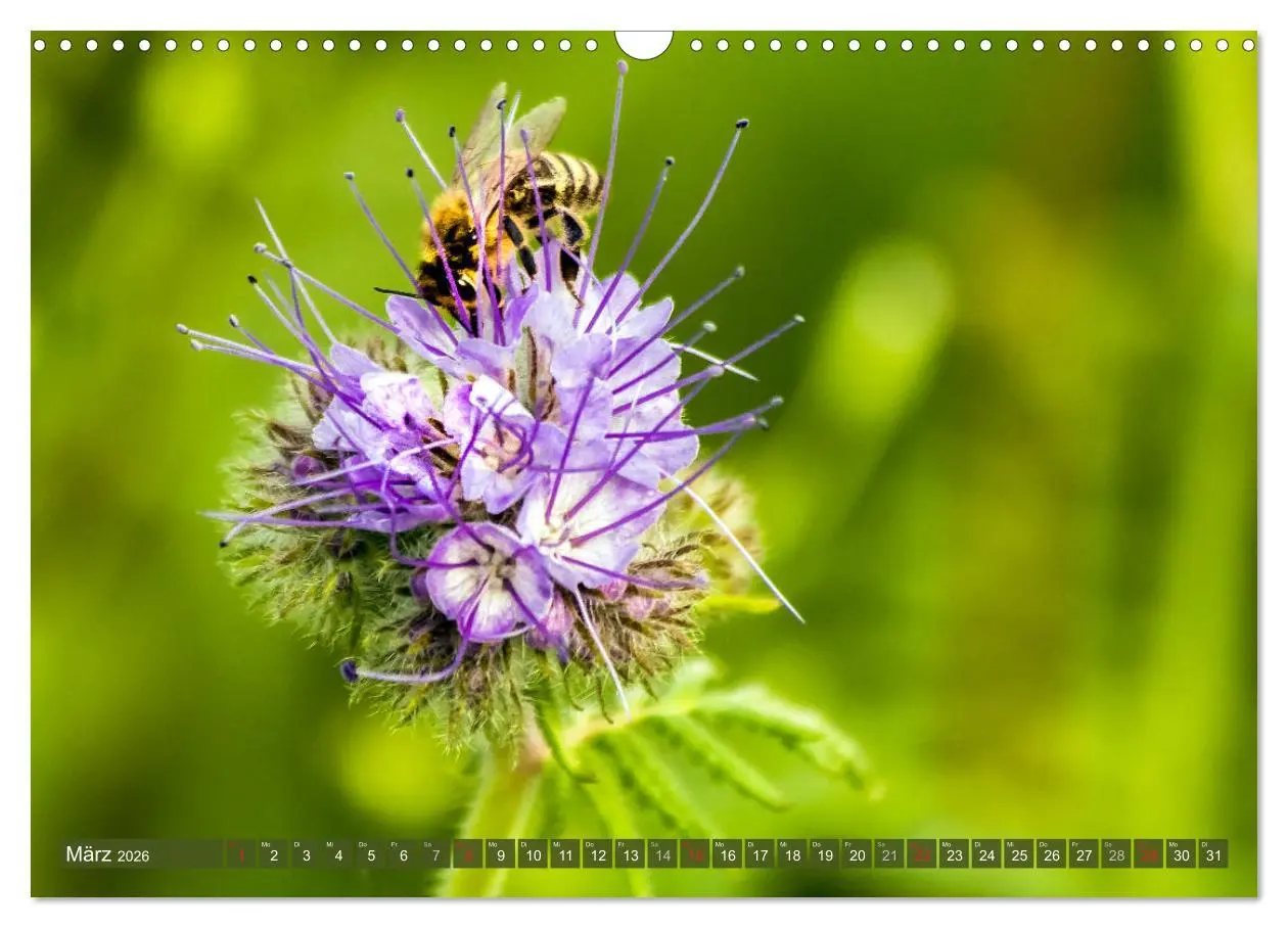Bild: 9783457798591 | BIENEN - Kleine Nützlinge ganz groß (Wandkalender 2026 DIN A3...