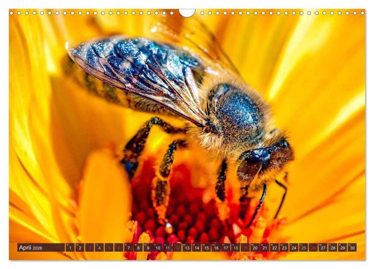 Bild: 9783457798591 | BIENEN - Kleine Nützlinge ganz groß (Wandkalender 2026 DIN A3...