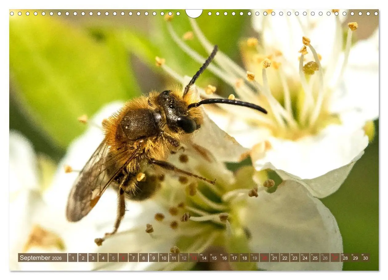 Bild: 9783457798591 | BIENEN - Kleine Nützlinge ganz groß (Wandkalender 2026 DIN A3...