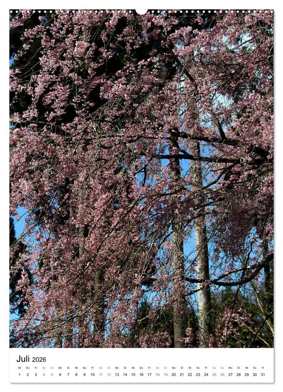 Bild: 9783516408591 | Japan - Kirschblüten (hochwertiger Premium Wandkalender 2026 DIN A2...